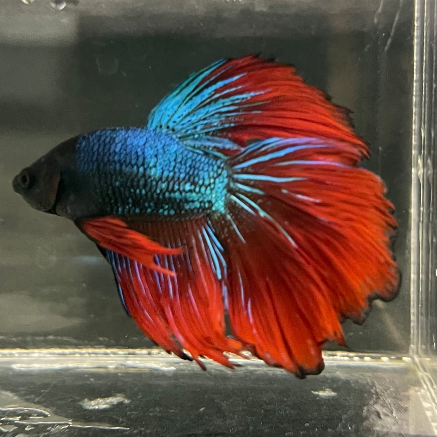 the-fish-farm Male Betta Male Betta - One Only - 17 Choose your favourite Male Betta from The Fish Farm Australia