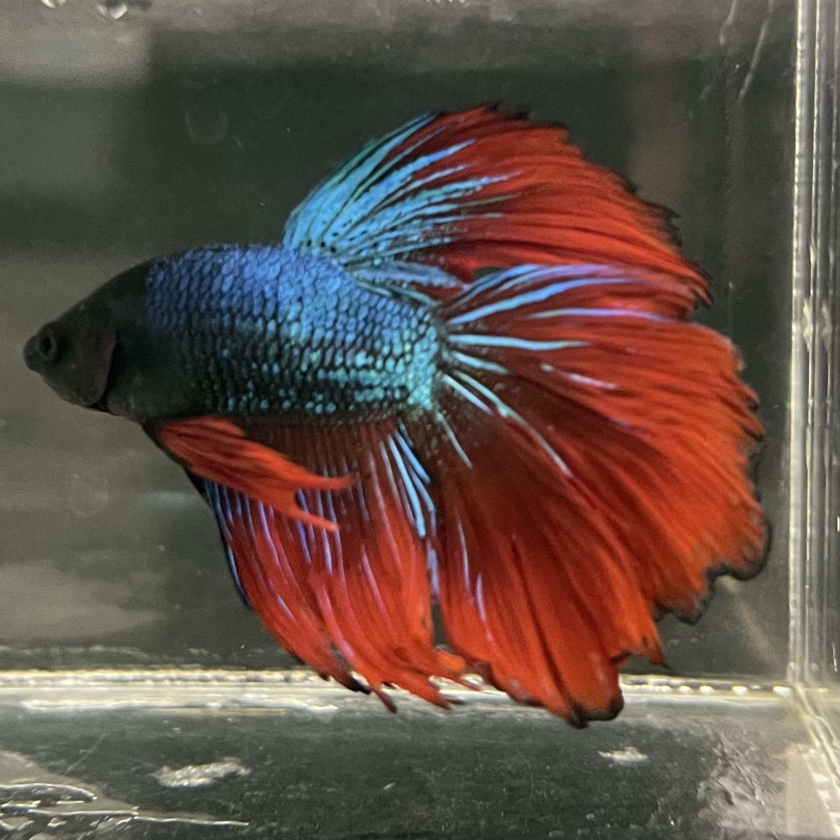 the-fish-farm Male Betta Male Betta - One Only - 17 Choose your favourite Male Betta from The Fish Farm Australia