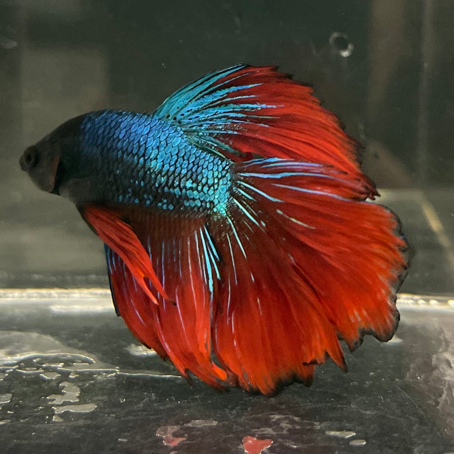 the-fish-farm Male Betta Male Betta - One Only - 17 Choose your favourite Male Betta from The Fish Farm Australia