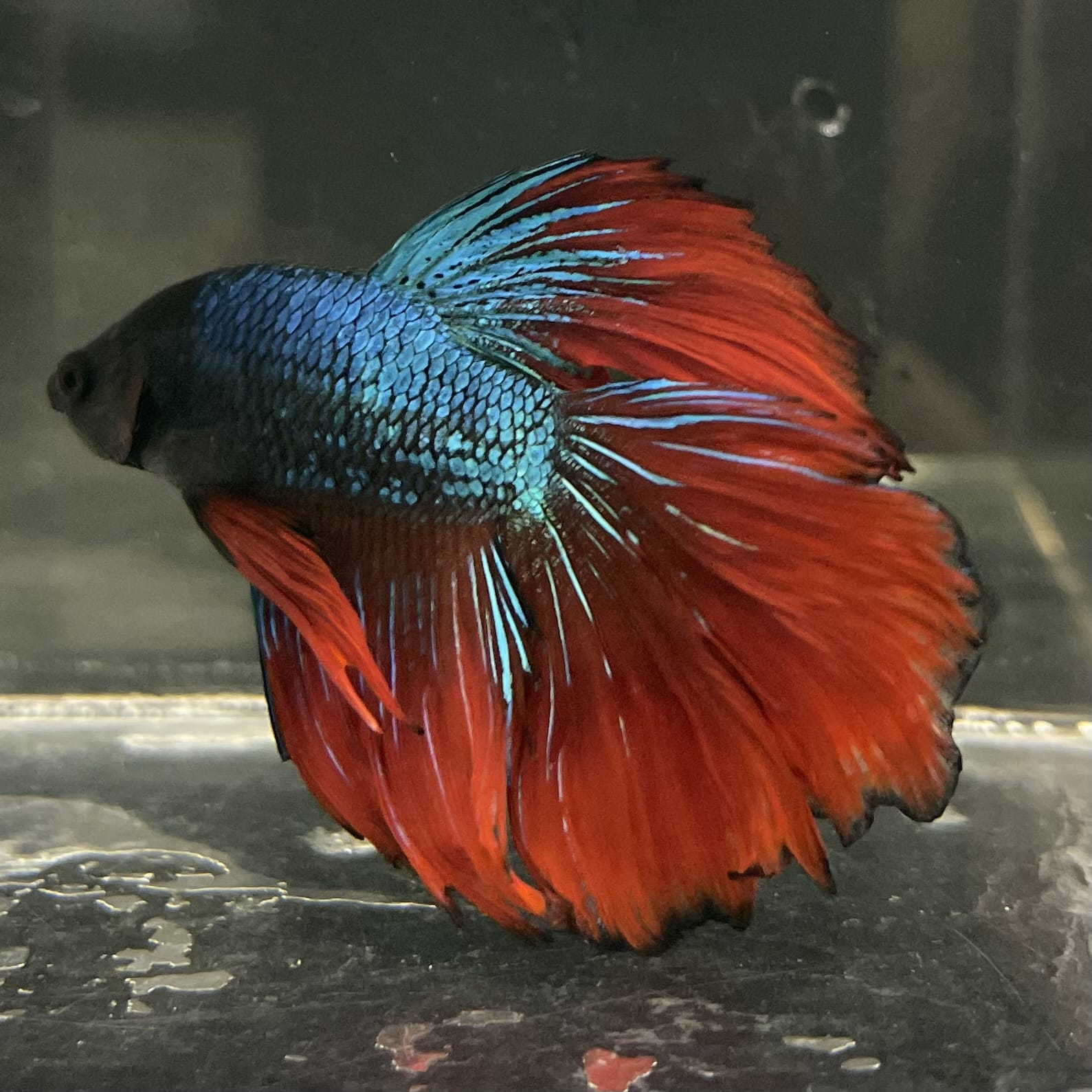 the-fish-farm Male Betta Male Betta - One Only - 17 Choose your favourite Male Betta from The Fish Farm Australia