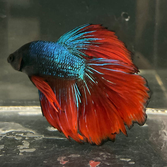 the-fish-farm Male Betta Male Betta - One Only - 17 Choose your favourite Male Betta from The Fish Farm Australia