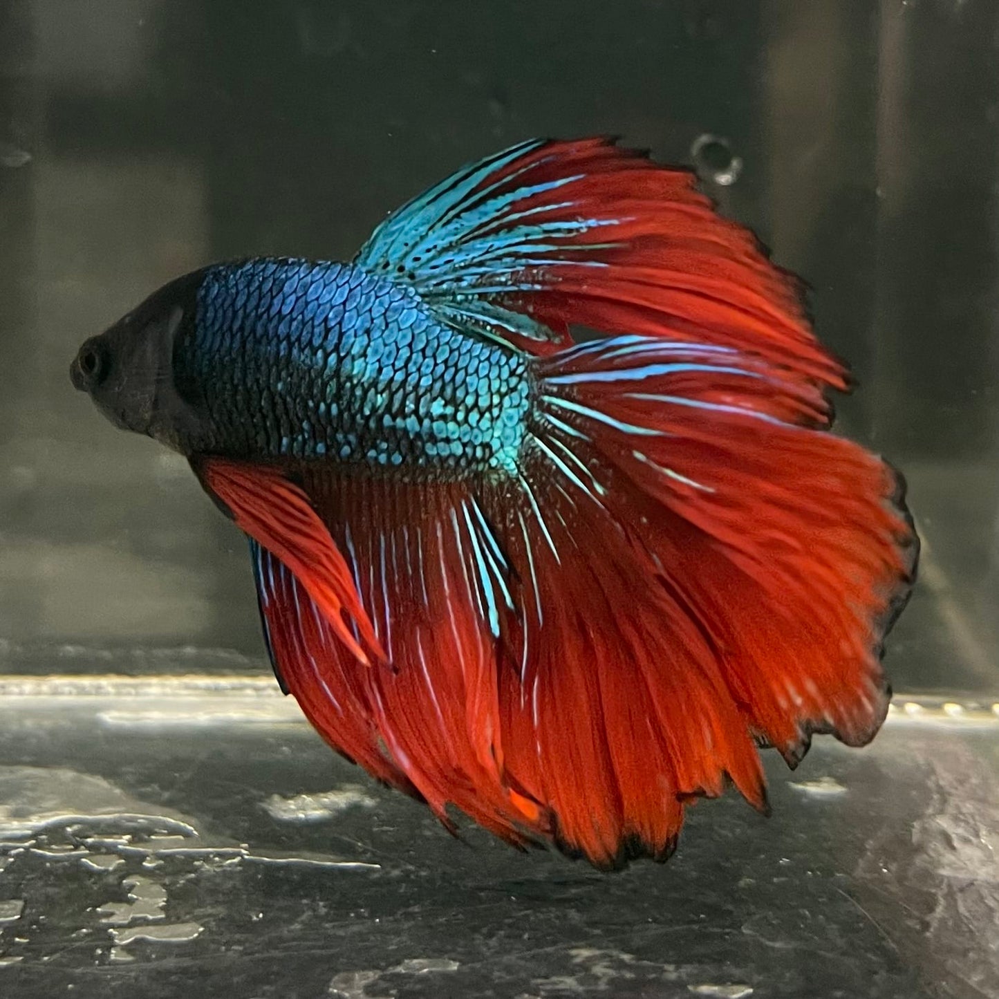 the-fish-farm Male Betta Male Betta - One Only - 17 Choose your favourite Male Betta from The Fish Farm Australia