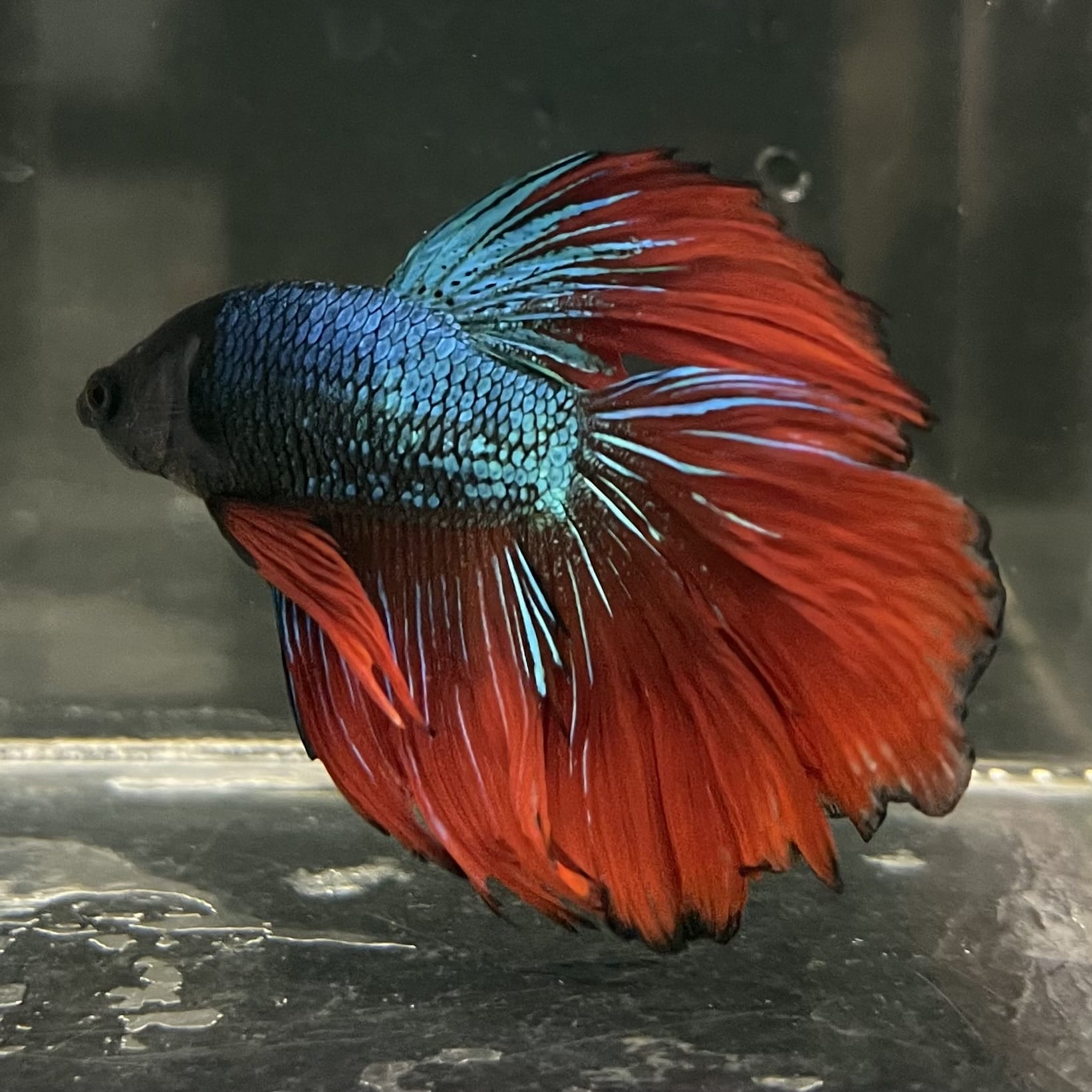 the-fish-farm Male Betta Male Betta - One Only - 17 Choose your favourite Male Betta from The Fish Farm Australia