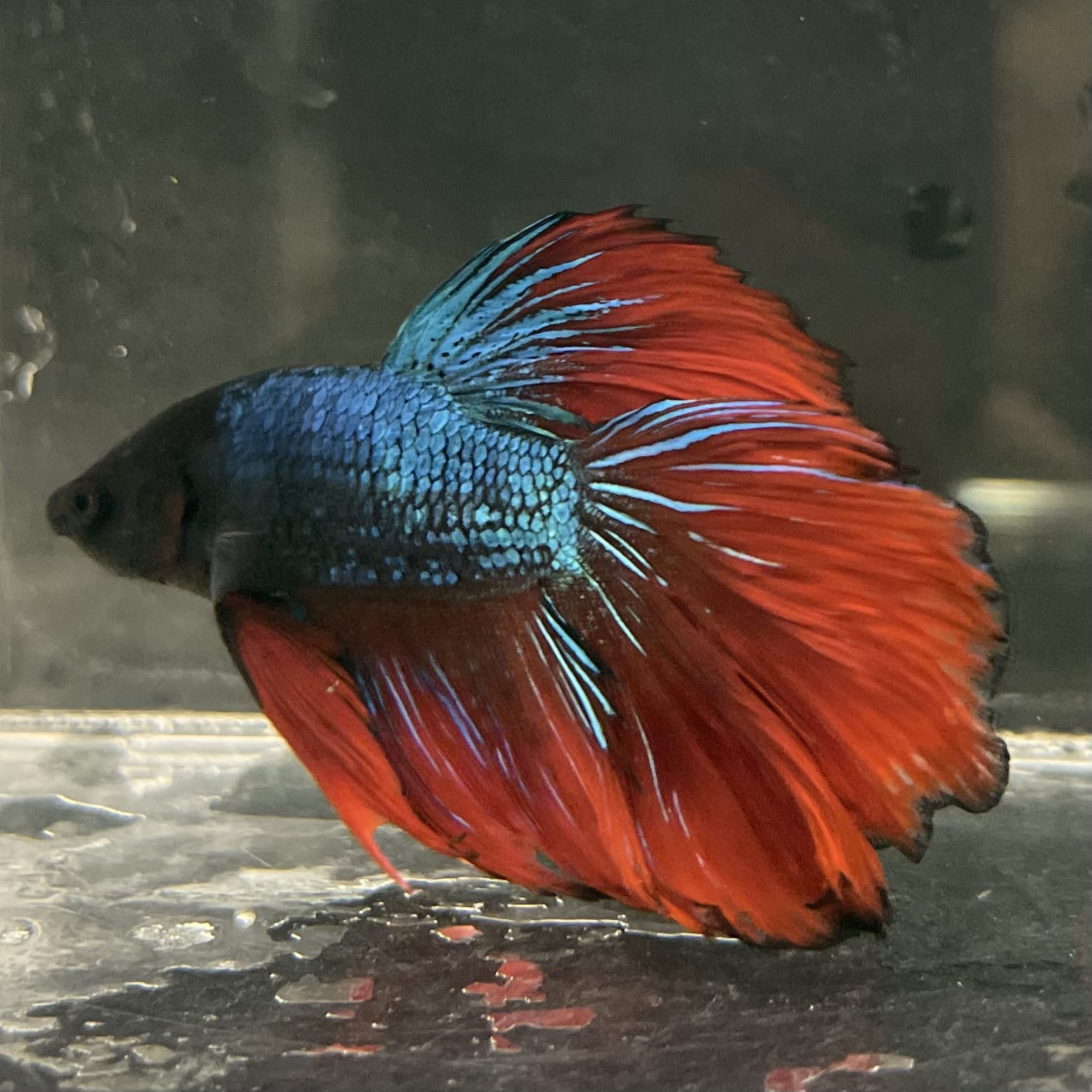 the-fish-farm Male Betta Male Betta - One Only - 17 Choose your favourite Male Betta from The Fish Farm Australia