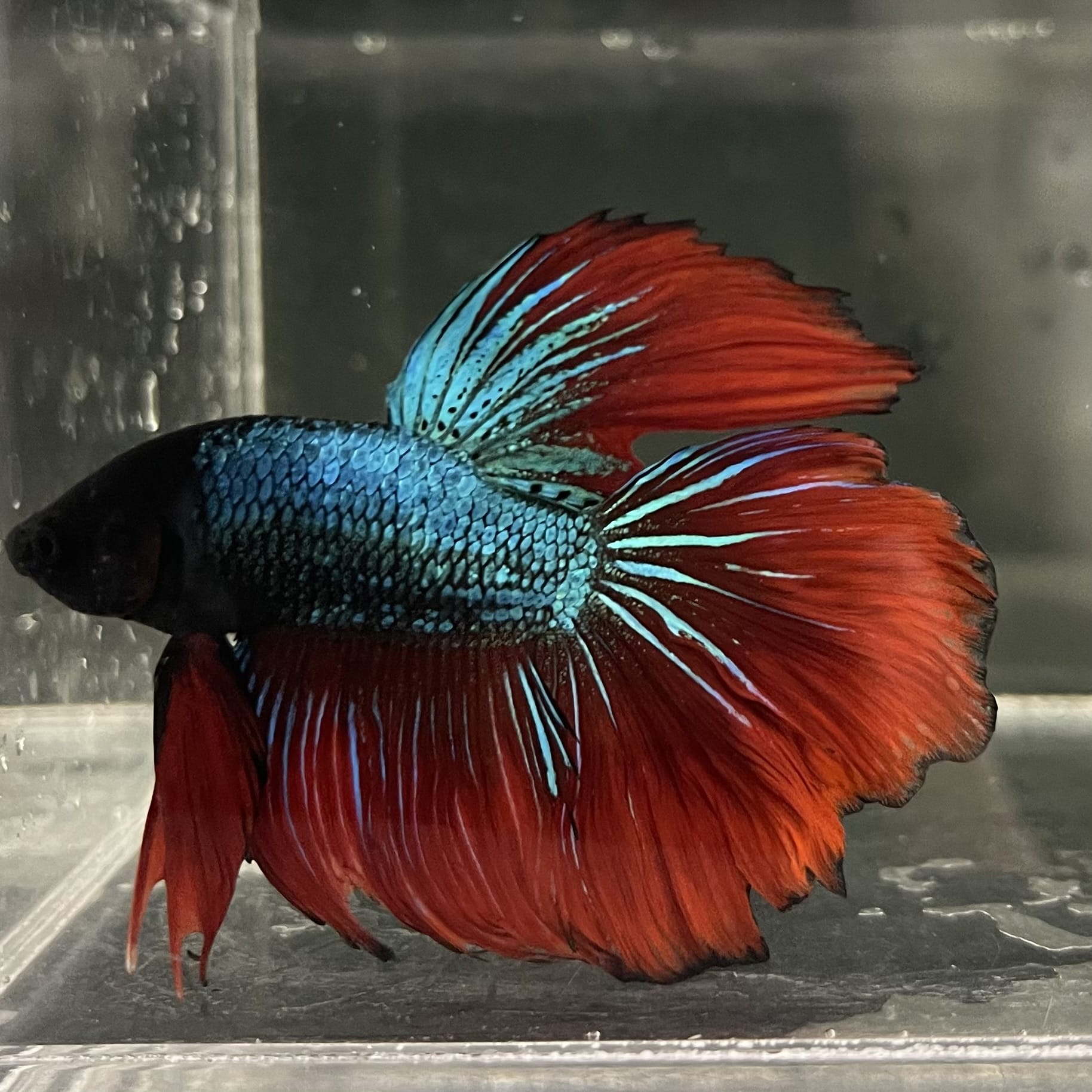 the-fish-farm Male Betta Male Betta - One Only - 17 Choose your favourite Male Betta from The Fish Farm Australia
