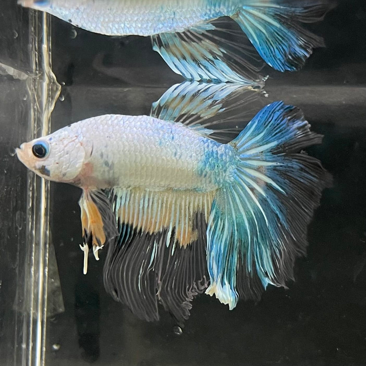 the-fish-farm Male Betta Male Betta - One Only - 17 Choose your favourite Male Betta from The Fish Farm Australia