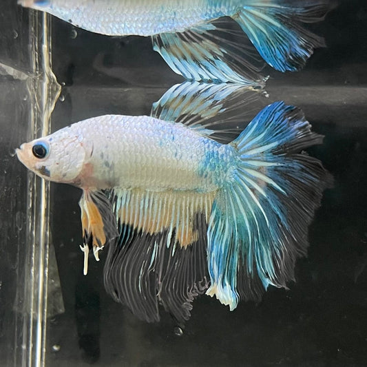 the-fish-farm Male Betta Male Betta - One Only - 17 Choose your favourite Male Betta from The Fish Farm Australia