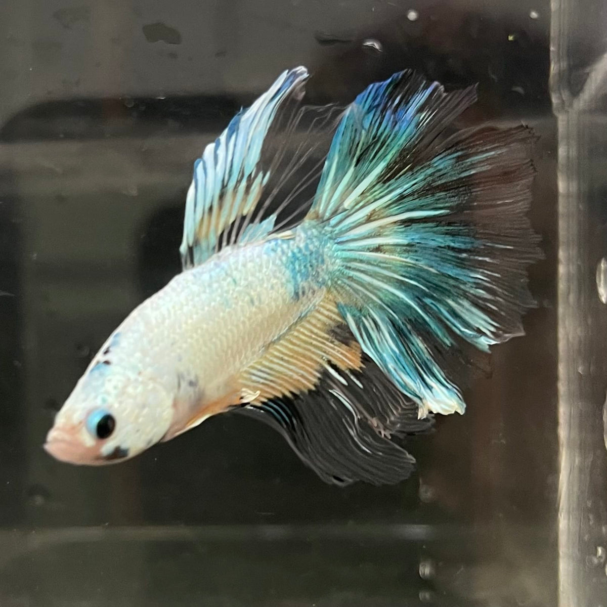 the-fish-farm Male Betta Male Betta - One Only - 17 Choose your favourite Male Betta from The Fish Farm Australia