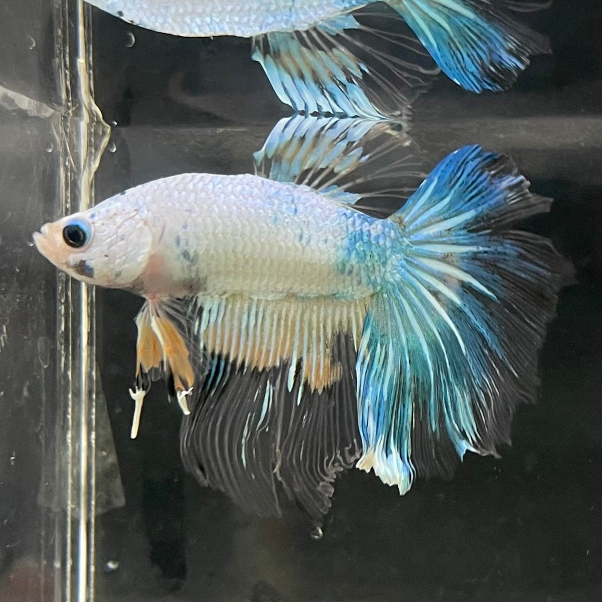 the-fish-farm Male Betta Male Betta - One Only - 17 Choose your favourite Male Betta from The Fish Farm Australia