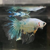 the-fish-farm Male Betta Male Betta - One Only - 17 Choose your favourite Male Betta from The Fish Farm Australia