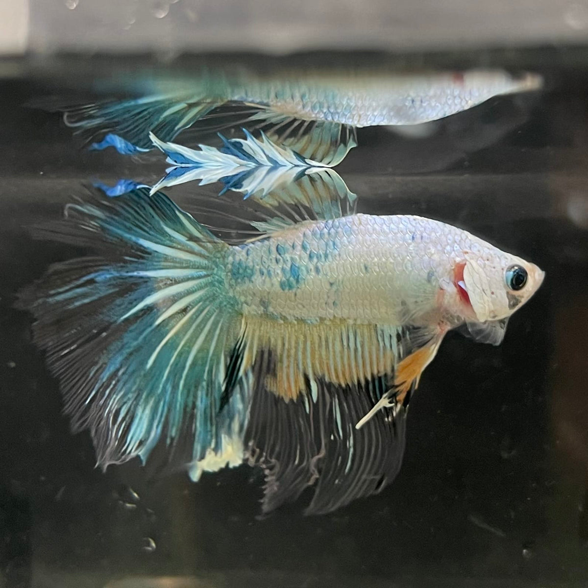 the-fish-farm Male Betta Male Betta - One Only - 17 Choose your favourite Male Betta from The Fish Farm Australia