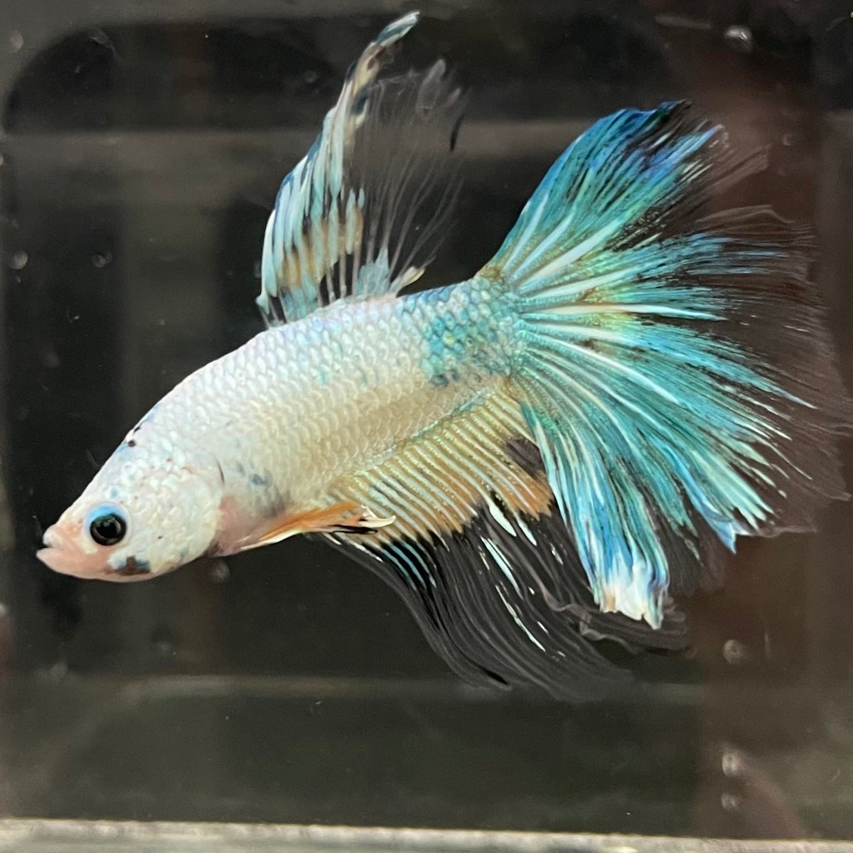 the-fish-farm Male Betta Male Betta - One Only - 17 Choose your favourite Male Betta from The Fish Farm Australia