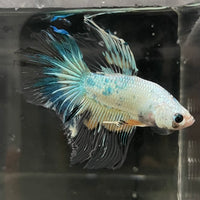 the-fish-farm Male Betta Male Betta - One Only - 17 Choose your favourite Male Betta from The Fish Farm Australia