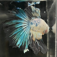 the-fish-farm Male Betta Male Betta - One Only - 17 Choose your favourite Male Betta from The Fish Farm Australia