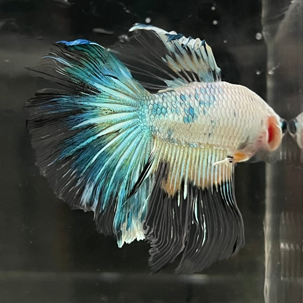 the-fish-farm Male Betta Male Betta - One Only - 17 Choose your favourite Male Betta from The Fish Farm Australia