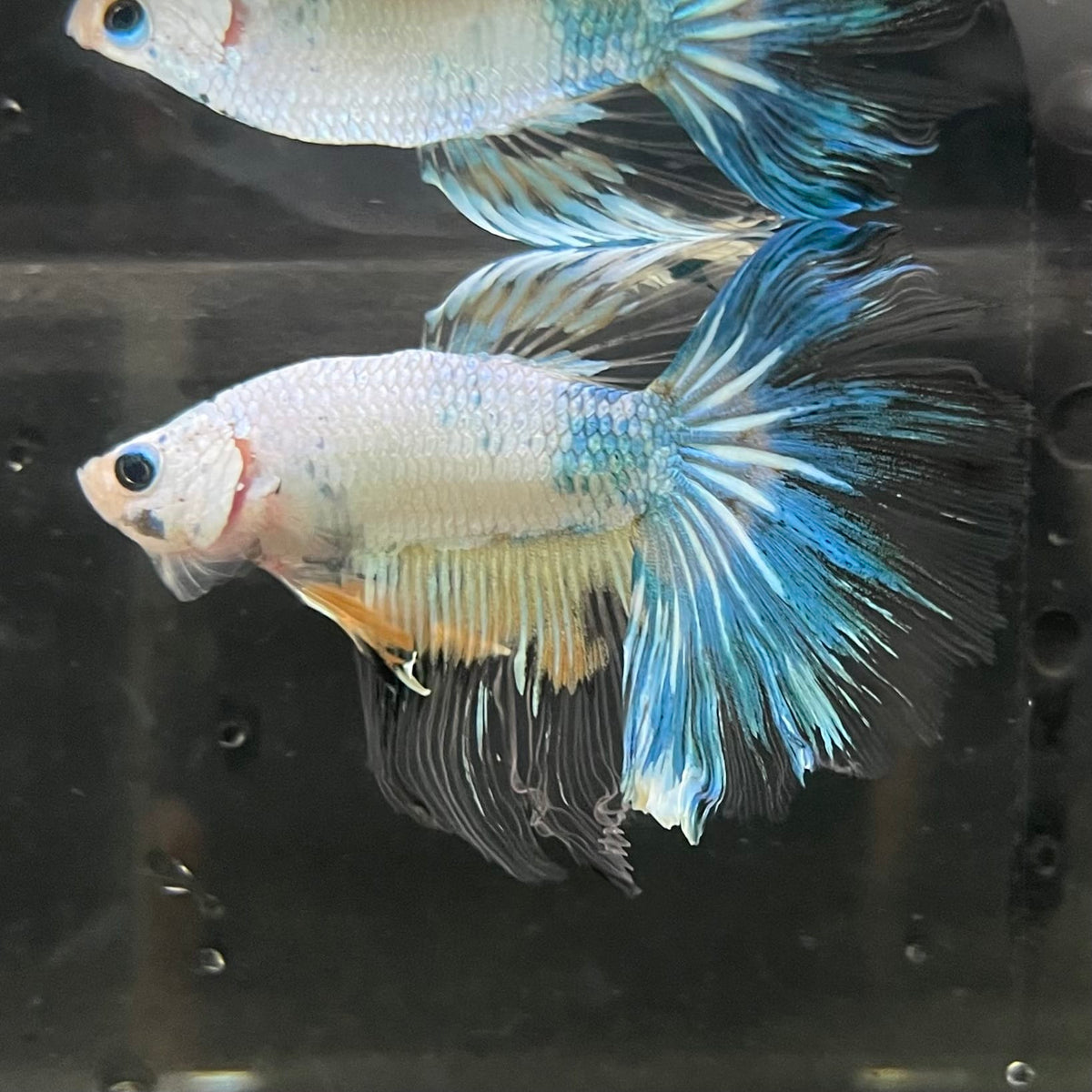 the-fish-farm Male Betta Male Betta - One Only - 17 Choose your favourite Male Betta from The Fish Farm Australia