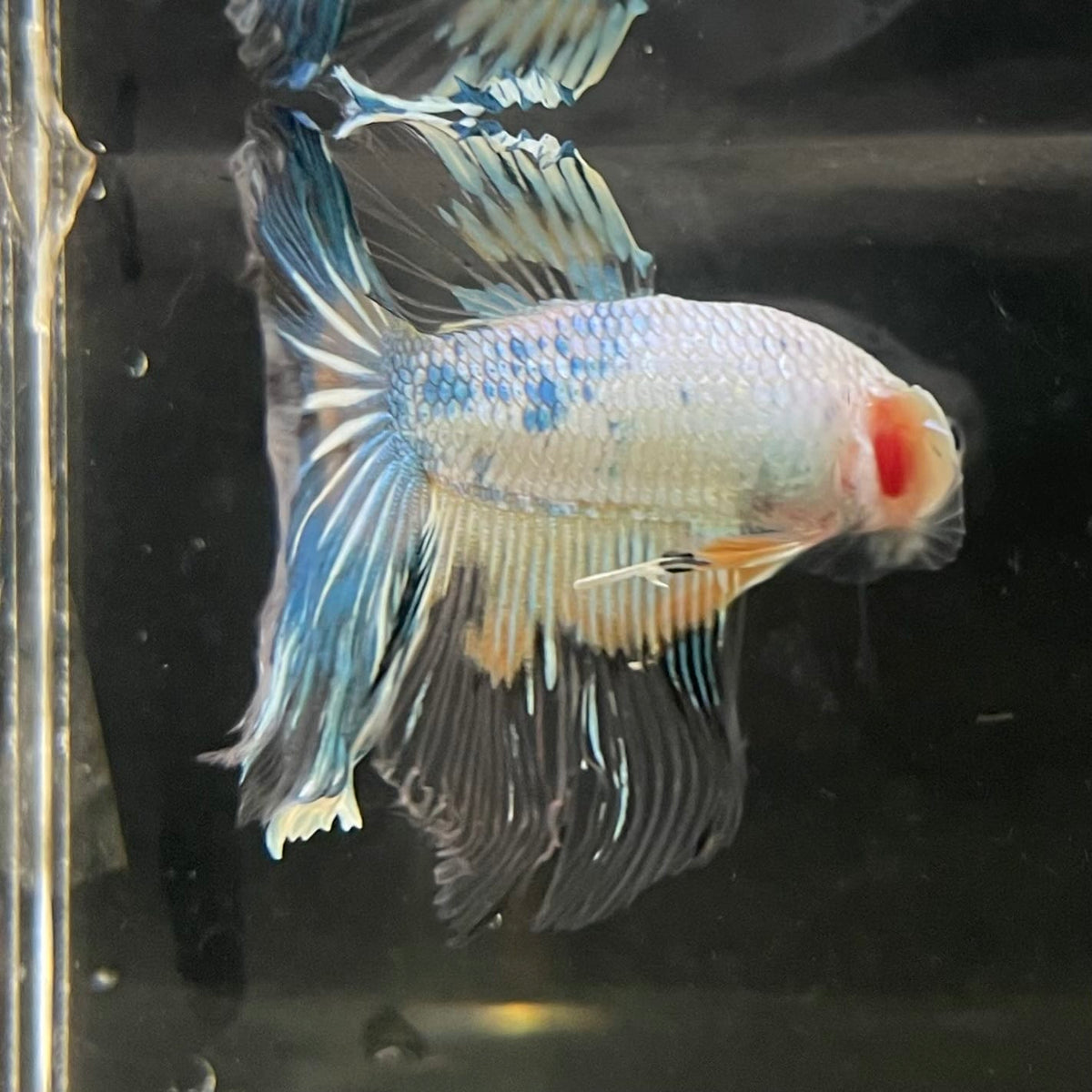 the-fish-farm Male Betta Male Betta - One Only - 17 Choose your favourite Male Betta from The Fish Farm Australia