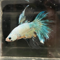 the-fish-farm Male Betta Male Betta - One Only - 17 Choose your favourite Male Betta from The Fish Farm Australia