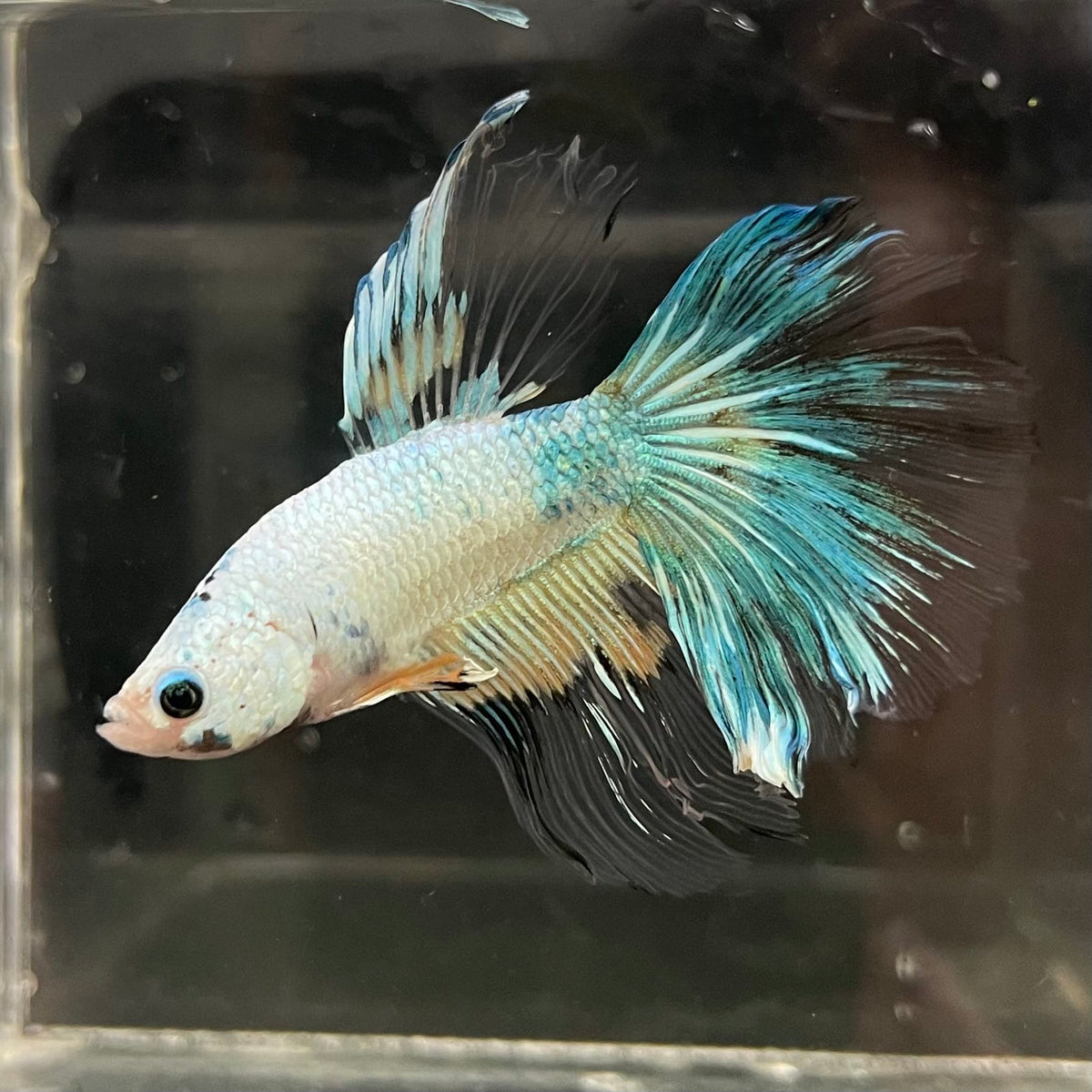 the-fish-farm Male Betta Male Betta - One Only - 17 Choose your favourite Male Betta from The Fish Farm Australia