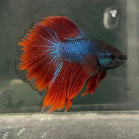the-fish-farm Male Betta Male Betta - One Only - 17 Choose your favourite Male Betta from The Fish Farm Australia
