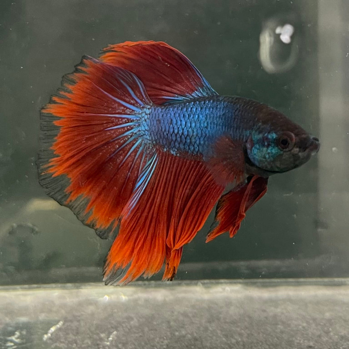 the-fish-farm Male Betta Male Betta - One Only - 17 Choose your favourite Male Betta from The Fish Farm Australia
