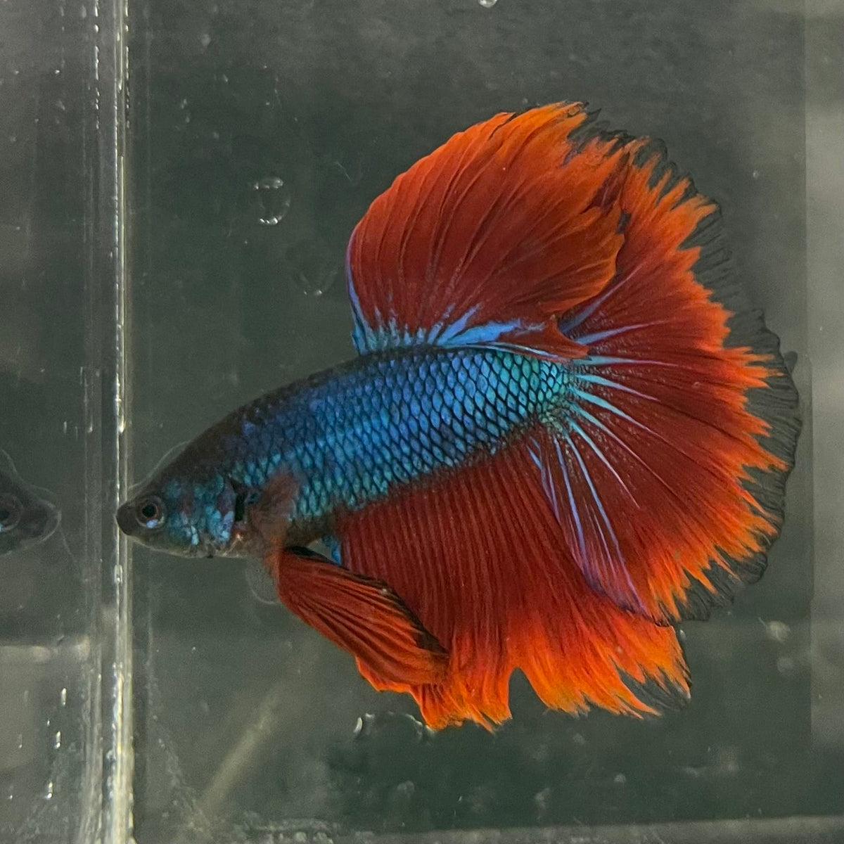 the-fish-farm Male Betta Male Betta - One Only - 17 Choose your favourite Male Betta from The Fish Farm Australia