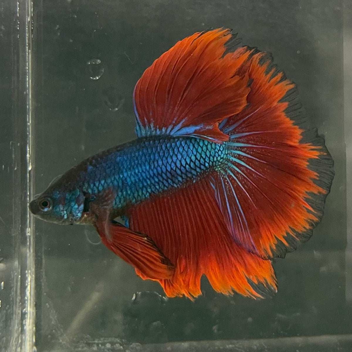 the-fish-farm Male Betta Male Betta - One Only - 17 Choose your favourite Male Betta from The Fish Farm Australia