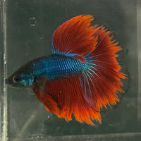 the-fish-farm Male Betta Male Betta - One Only - 17 Choose your favourite Male Betta from The Fish Farm Australia