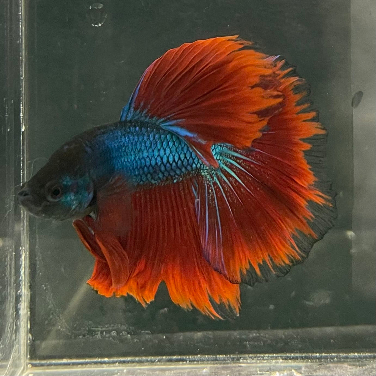 the-fish-farm Male Betta Male Betta - One Only - 17 Choose your favourite Male Betta from The Fish Farm Australia