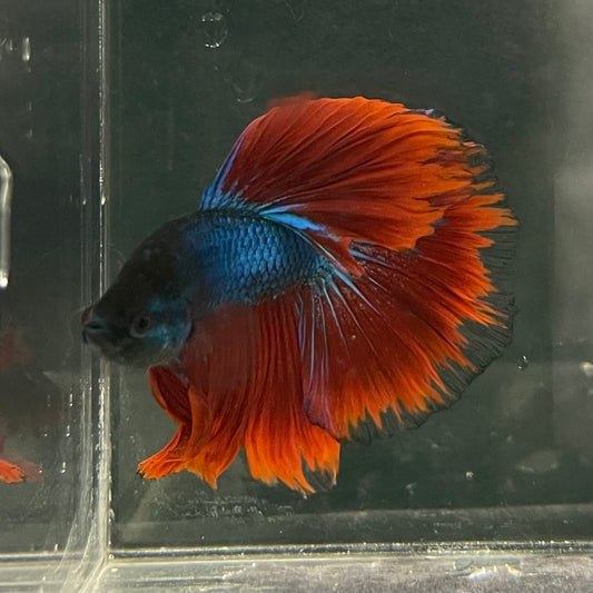 the-fish-farm Male Betta Male Betta - One Only - 17 Choose your favourite Male Betta from The Fish Farm Australia