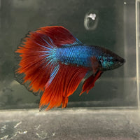 the-fish-farm Male Betta Male Betta - One Only - 17 Choose your favourite Male Betta from The Fish Farm Australia