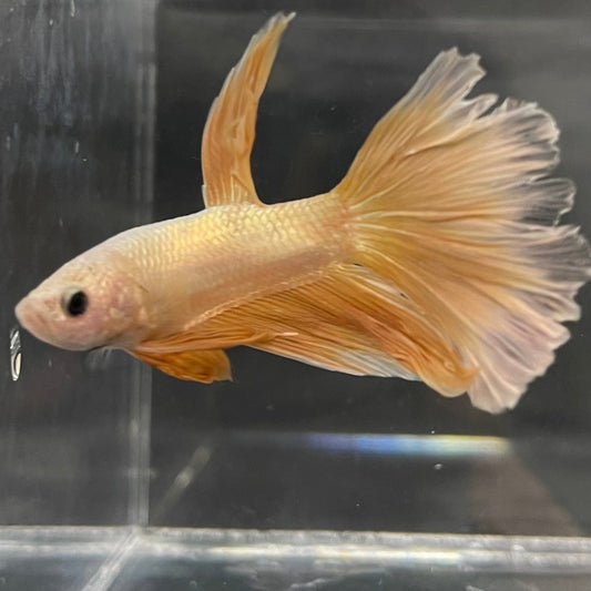 the-fish-farm Male Betta Male Betta - One Only - 18 Choose your favourite Male Betta from The Fish Farm Australia