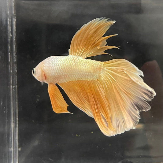 the-fish-farm Male Betta Male Betta - One Only - 18 Choose your favourite Male Betta from The Fish Farm Australia
