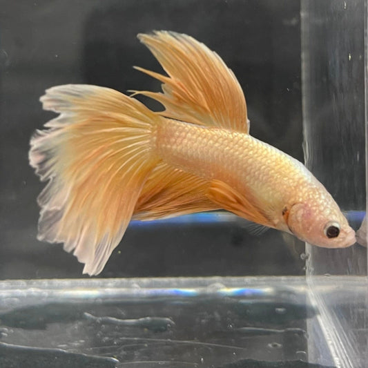 the-fish-farm Male Betta Male Betta - One Only - 18 Choose your favourite Male Betta from The Fish Farm Australia