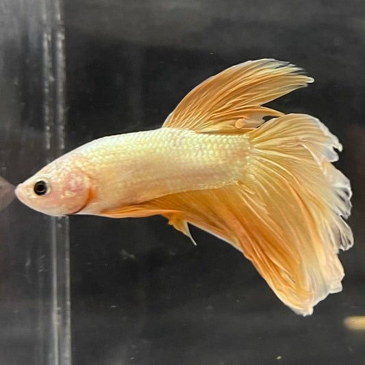the-fish-farm Male Betta Male Betta - One Only - 18 Choose your favourite Male Betta from The Fish Farm Australia