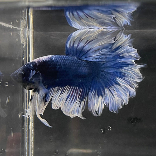the-fish-farm Male Betta Male Betta - One Only - 18 Choose your favourite Male Betta from The Fish Farm Australia