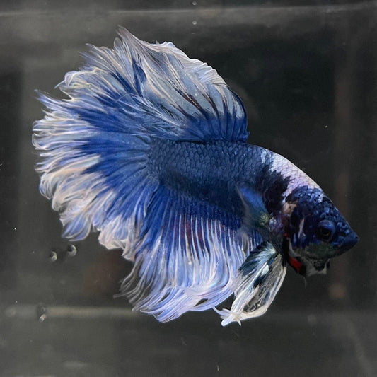 the-fish-farm Male Betta Male Betta - One Only - 18 Choose your favourite Male Betta from The Fish Farm Australia