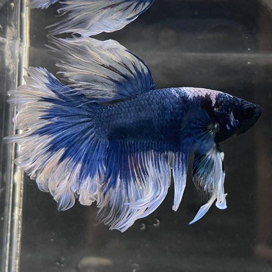the-fish-farm Male Betta Male Betta - One Only - 18 Choose your favourite Male Betta from The Fish Farm Australia
