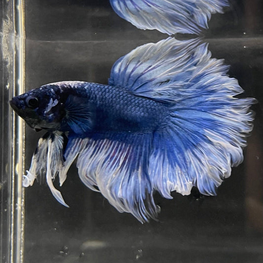 the-fish-farm Male Betta Male Betta - One Only - 18 Choose your favourite Male Betta from The Fish Farm Australia