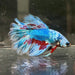 the-fish-farm Male Betta Male Betta - One Only - 18 Choose your favourite Male Betta from The Fish Farm Australia