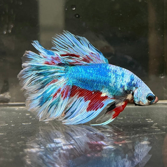 the-fish-farm Male Betta Male Betta - One Only - 18 Choose your favourite Male Betta from The Fish Farm Australia