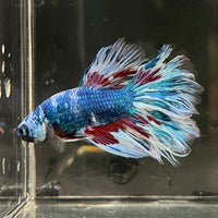 the-fish-farm Male Betta Male Betta - One Only - 18 Choose your favourite Male Betta from The Fish Farm Australia