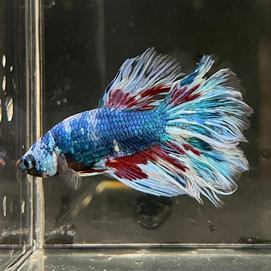 the-fish-farm Male Betta Male Betta - One Only - 18 Choose your favourite Male Betta from The Fish Farm Australia