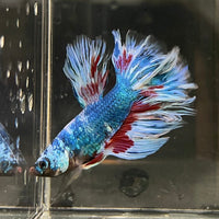 the-fish-farm Male Betta Male Betta - One Only - 18 Choose your favourite Male Betta from The Fish Farm Australia