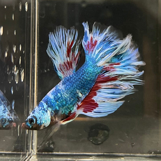 the-fish-farm Male Betta Male Betta - One Only - 18 Choose your favourite Male Betta from The Fish Farm Australia