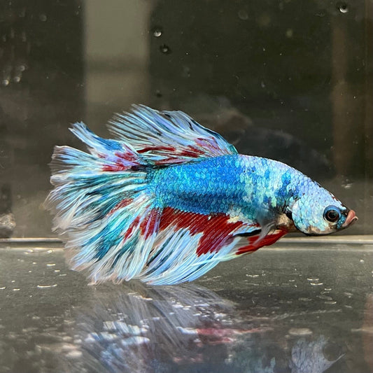 the-fish-farm Male Betta Male Betta - One Only - 18 Choose your favourite Male Betta from The Fish Farm Australia