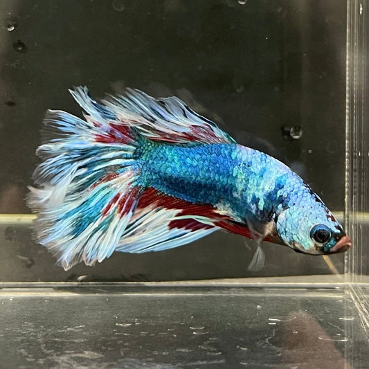 the-fish-farm Male Betta Male Betta - One Only - 18 Choose your favourite Male Betta from The Fish Farm Australia