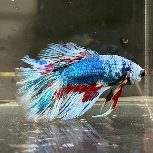the-fish-farm Male Betta Male Betta - One Only - 18 Choose your favourite Male Betta from The Fish Farm Australia