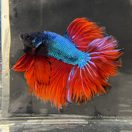 the-fish-farm Male Betta Male Betta - One Only - 18 Choose your favourite Male Betta from The Fish Farm Australia