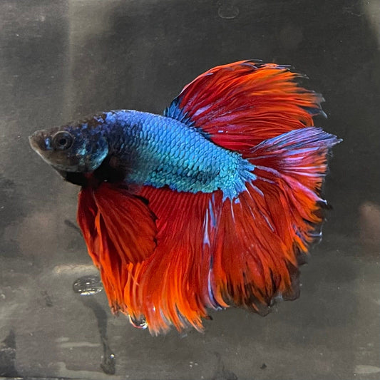 the-fish-farm Male Betta Male Betta - One Only - 18 Choose your favourite Male Betta from The Fish Farm Australia